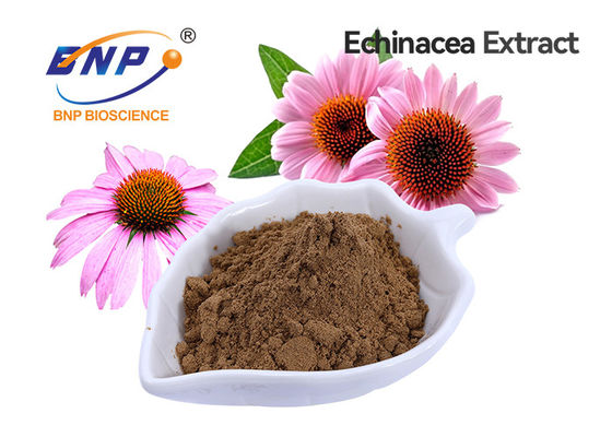 Catégorie comestible du polyphénol 4% d'extrait de Purpurea d'Echinacea