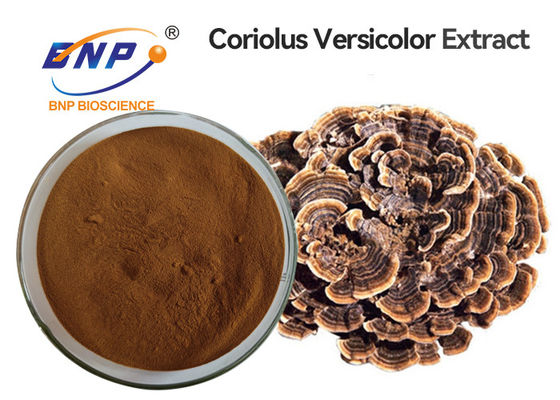 L'extrait oral de champignon de Coriolus versicolor saupoudrent GMO libre