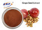Suppléments nutritionnels libres d'OPC 95% d'extrait de graine de raisin de GMO
