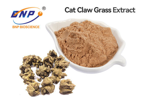 Poudre de jaune de l'alcaloïde 3% d'extrait d'herbe de Cat Claw