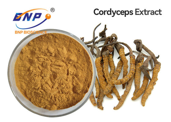 L'extrait jaune de champignon de Brown saupoudrent le mycélium de Cordyceps Sinensis