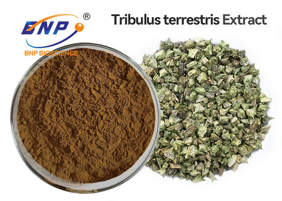 Poudre d'extrait de Terrestris de Tribulus de saponines de Tribulus de 95%