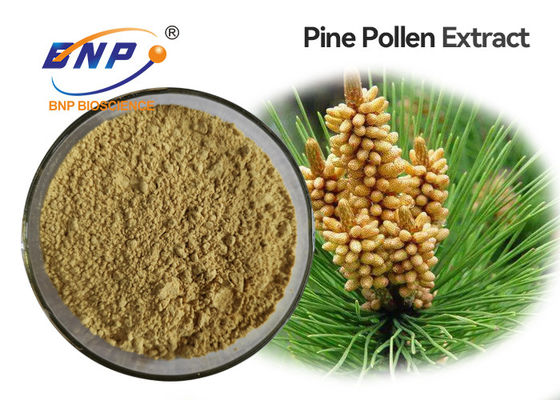 Poudre jaune-clair de pin de GMP d'extrait anti-vieillissement de pollen